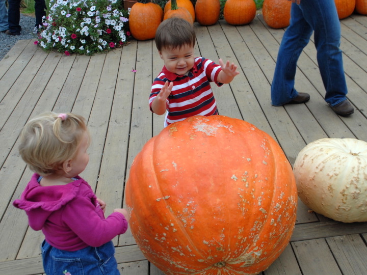 big pumpkins!