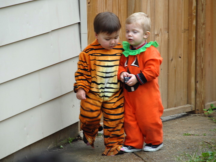 tiger and pumpkin