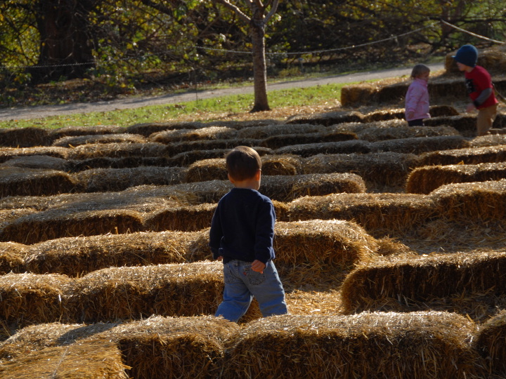 exploring the hay maze