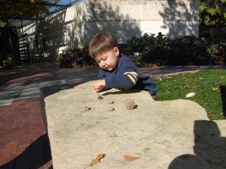 examining acorns