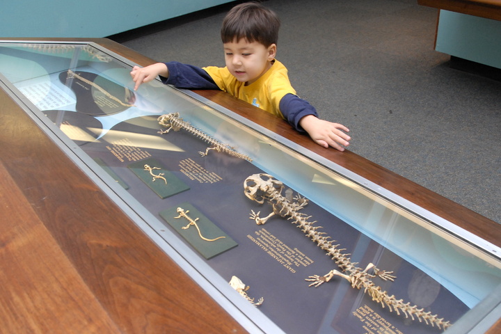 older exhibits at Natural History