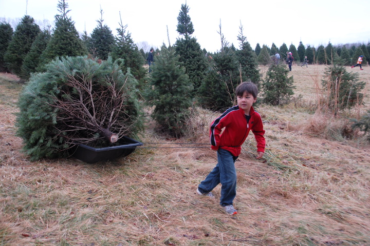 hauling the Christmas Tree
