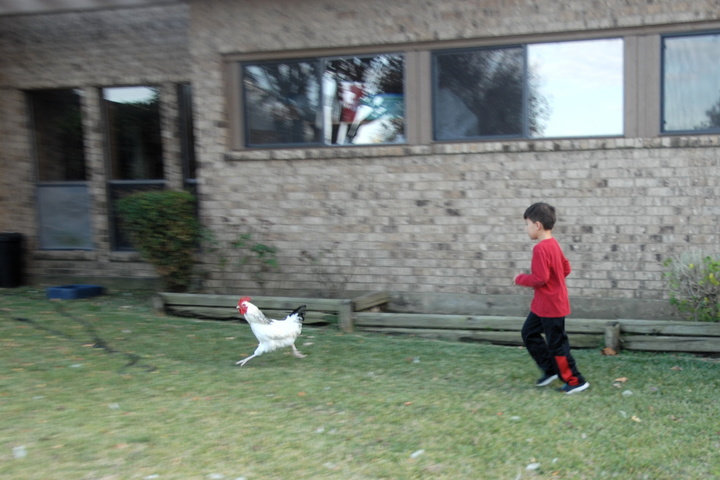chasing the rooster