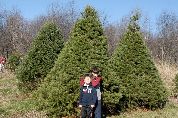 selected our tree