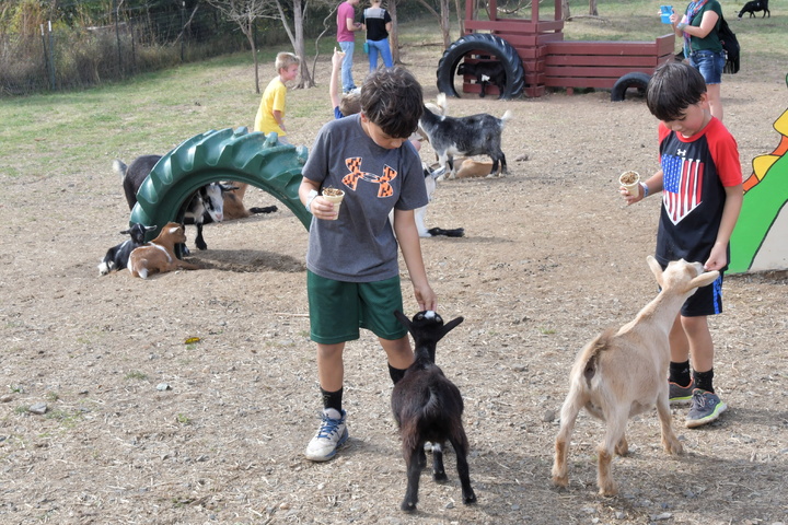 feeding little goats