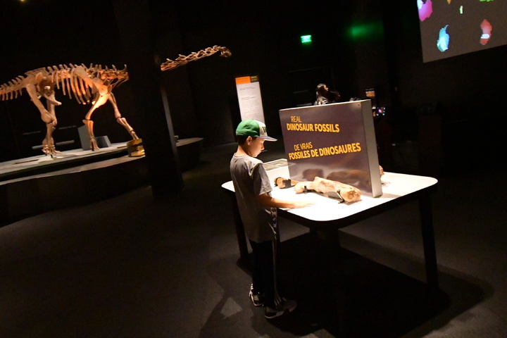 real dinosaur bones to touch