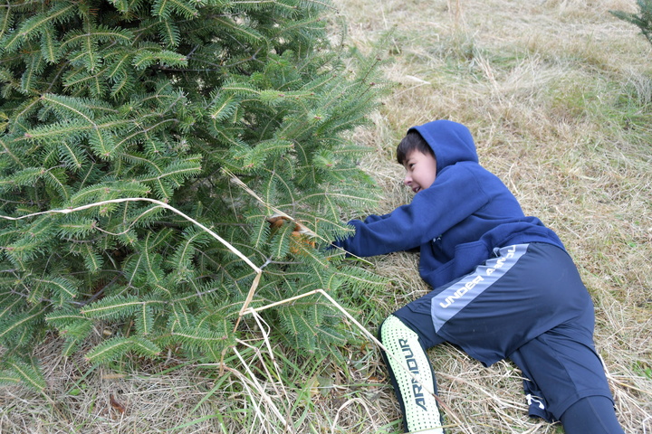 sawing the tree