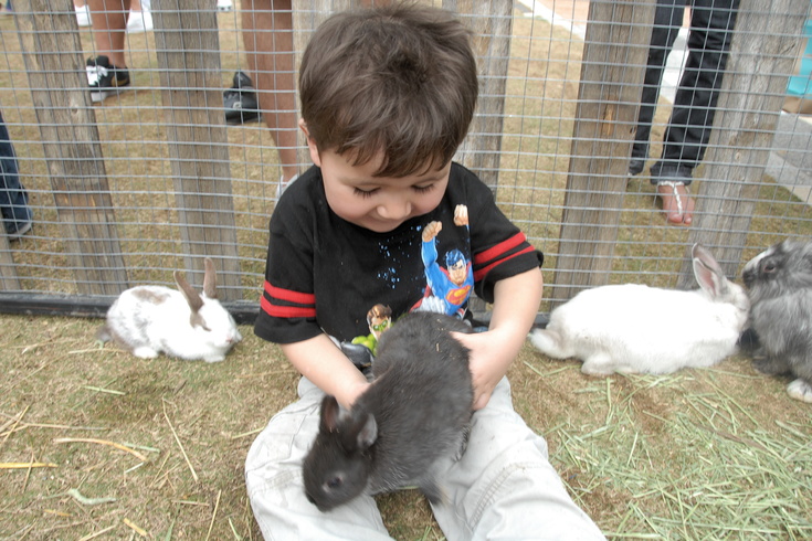 bunny petting