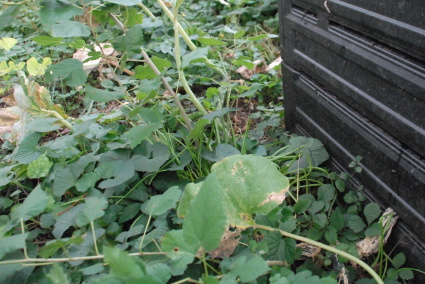 pumpkin vine growing out of compost bin